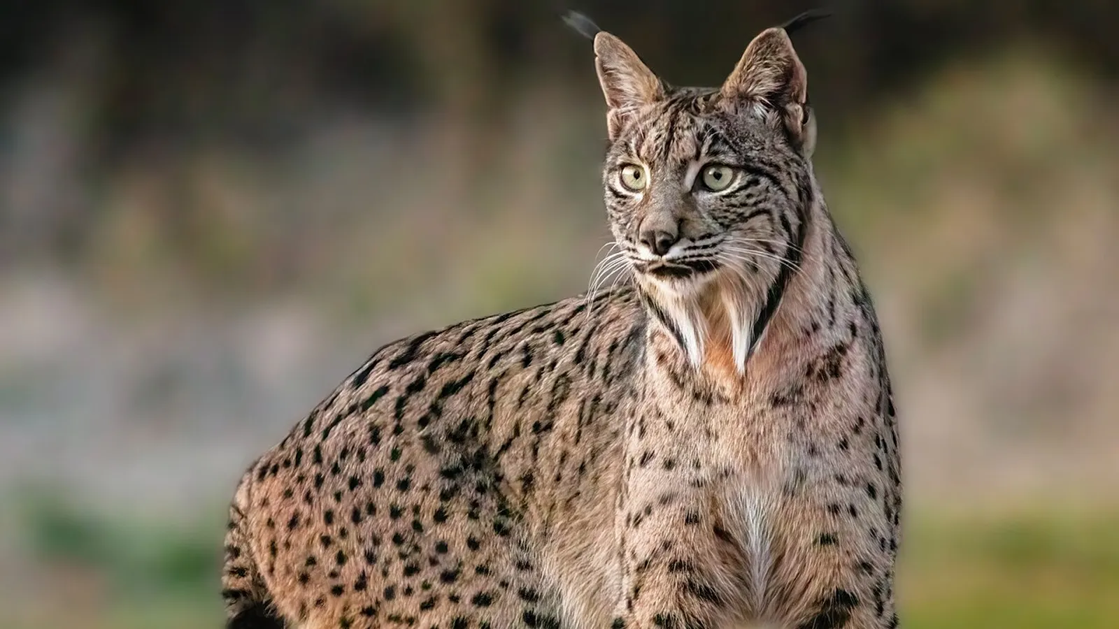 Lince iberica (Lynx pardinus)