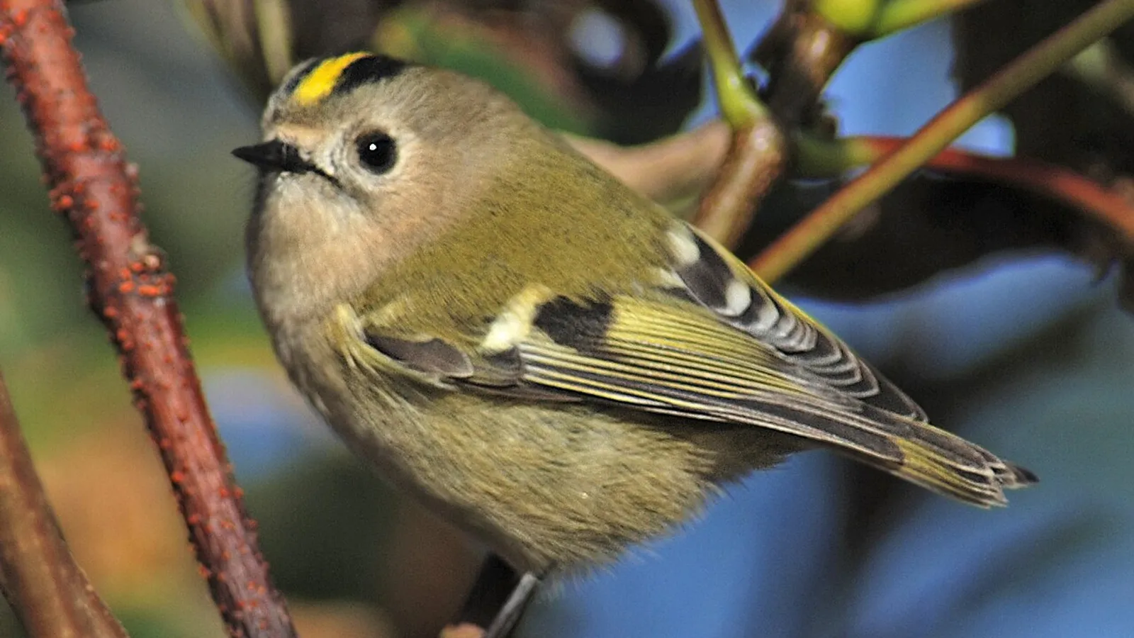 Regolo (Regulus regulus)