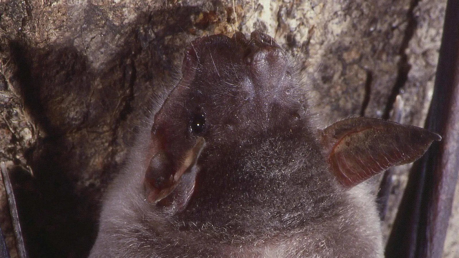 Pipistrello pescatore maggiore (Noctilio leporinus)