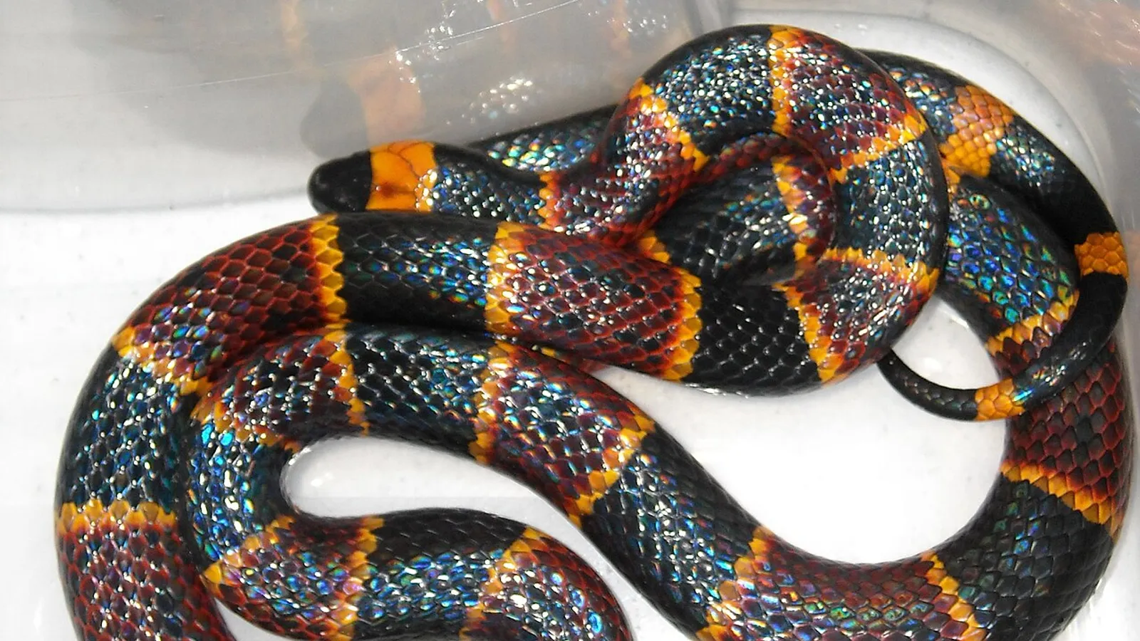 Eastern coral snake (Micrurus fulvius)