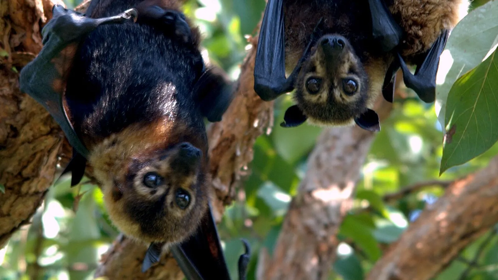 Spectacled flying fox (Pteropus conspicillatus)