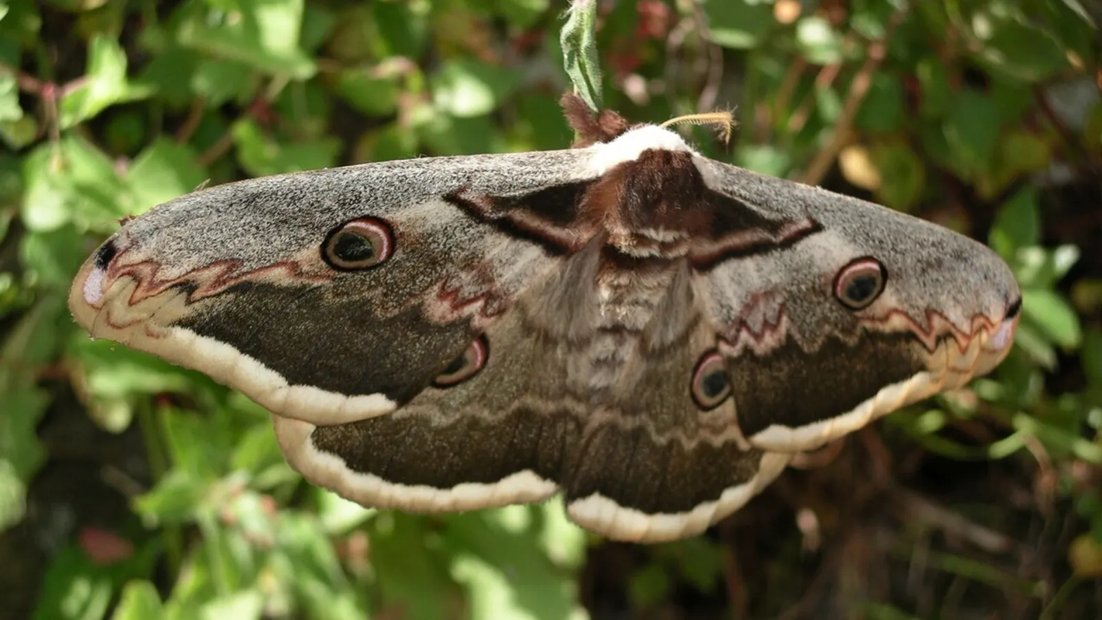 Falena saturnia del pero (Saturnia pyri)
