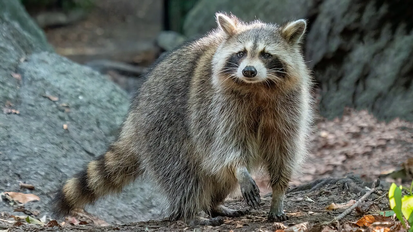 Procione (Procyon lotor)