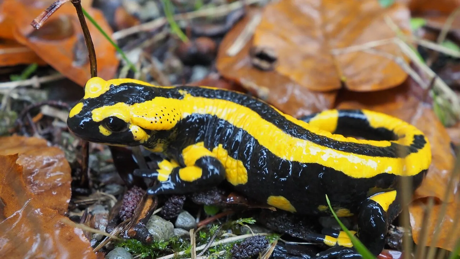 Fire salamander (Salamandra salamandra)