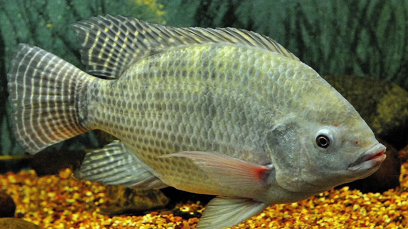 Tilapia del Nilo (Oreochromis niloticus)