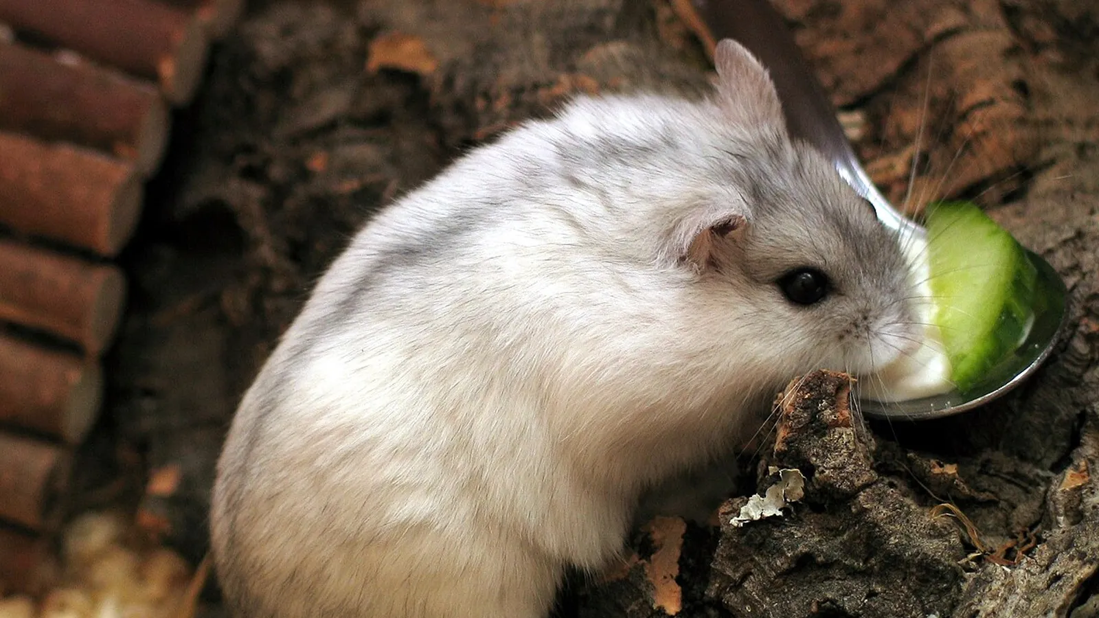 Criceto della Dzungaria (Phodopus sungorus)