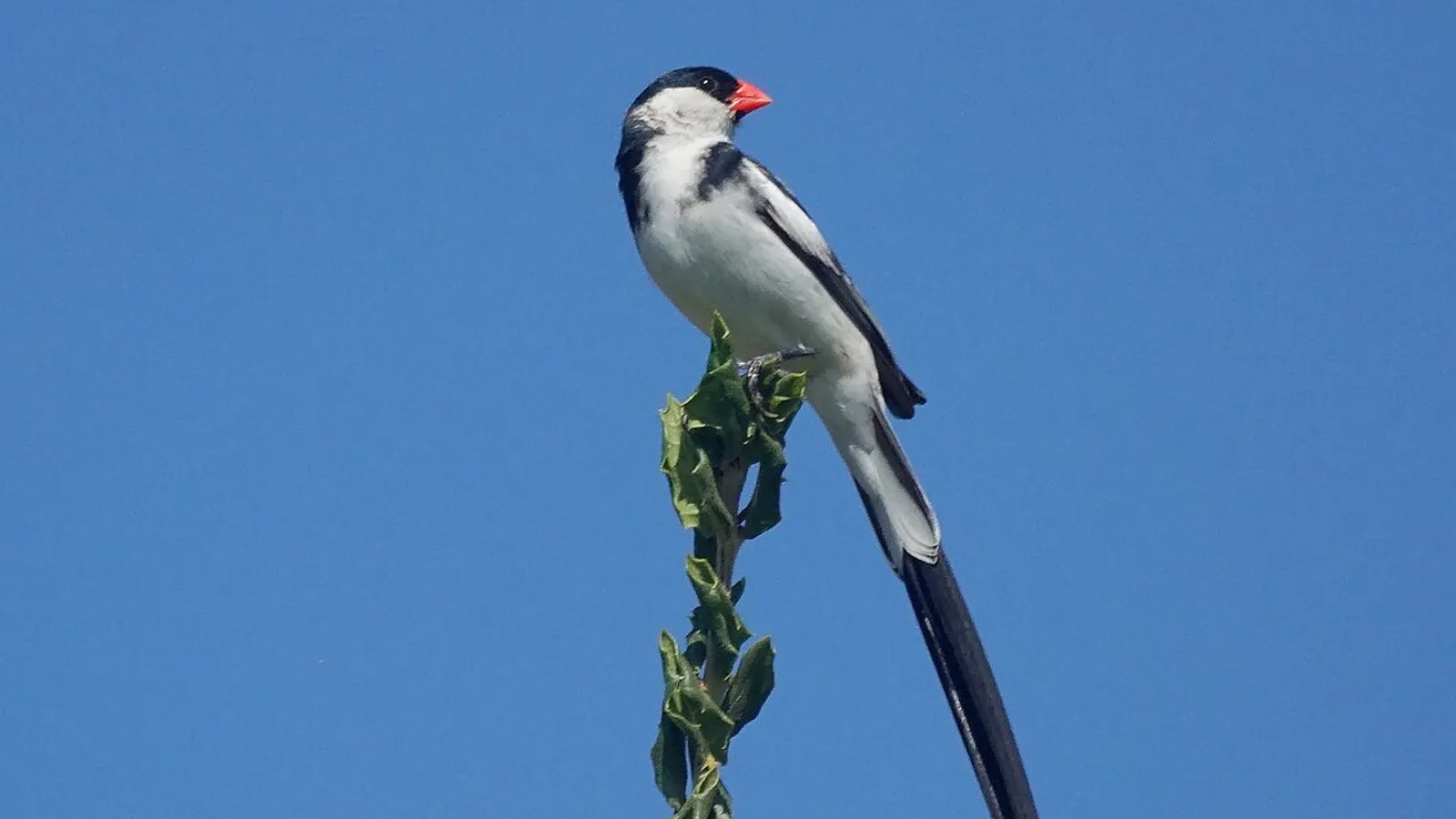 Vedova domenicana (Vidua macroura)