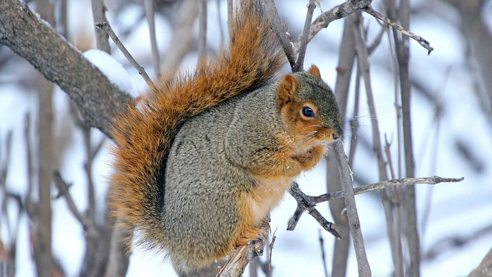 Fox squirrel (Sciurus niger)