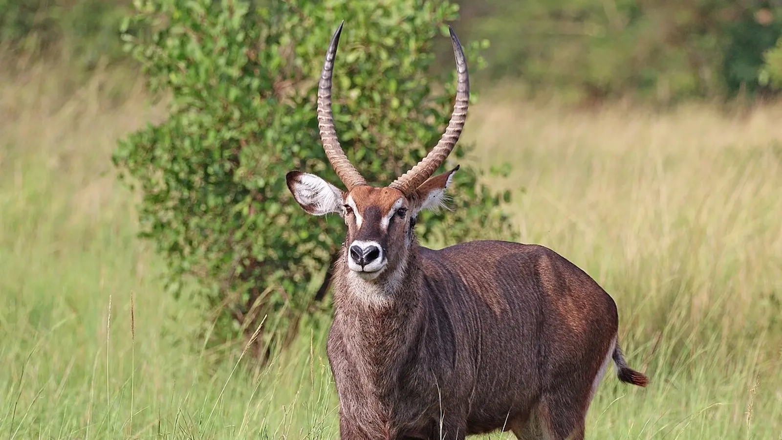 Cobo dell’ellisse (Kobus ellipsiprymnus)