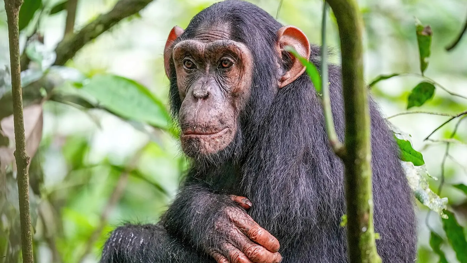 Chimpanzee (Pan troglodytes)
