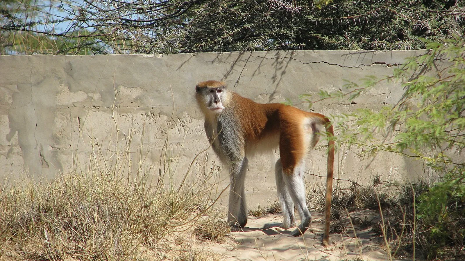Cercopiteco patas (Erythrocebus patas)