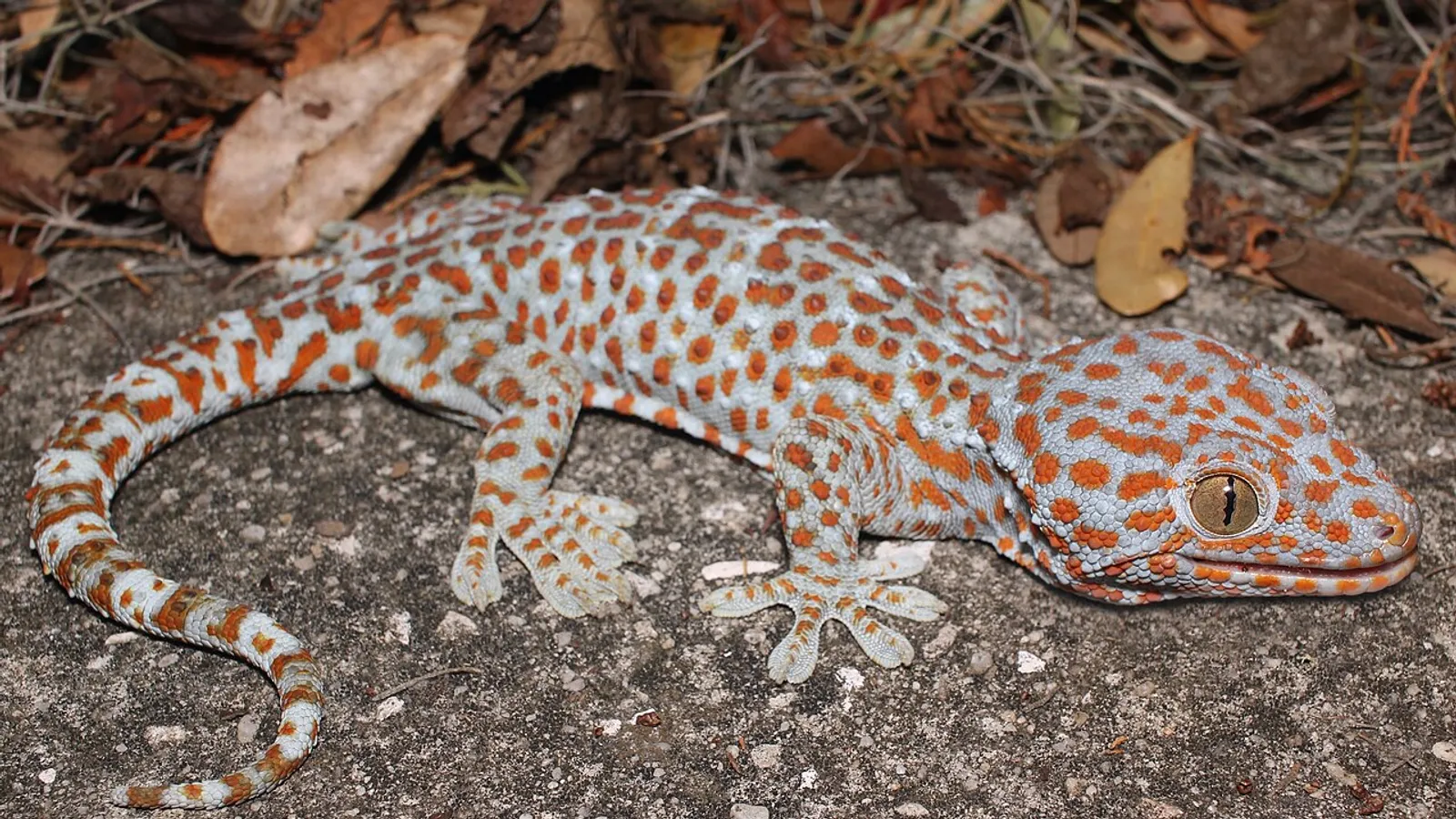 Geco tokay (Gekko gecko)