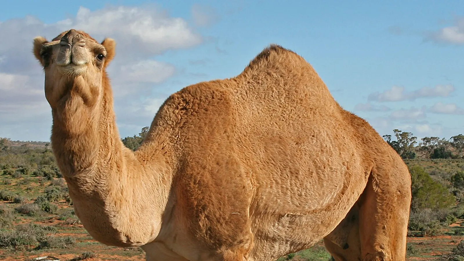 Dromedario (Camelus dromedarius)