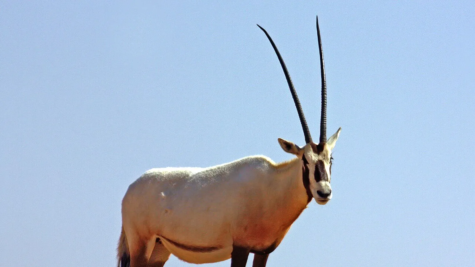 Arabian oryx (Oryx leucoryx)