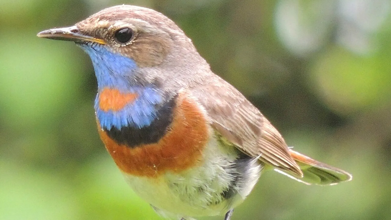 Pettazzurro (Luscinia svecica)