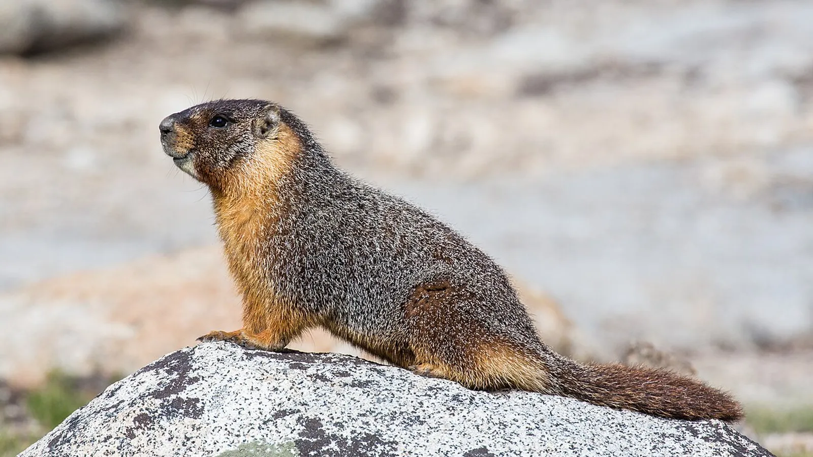 Marmotta dal ventre giallo (Marmota flaviventris)