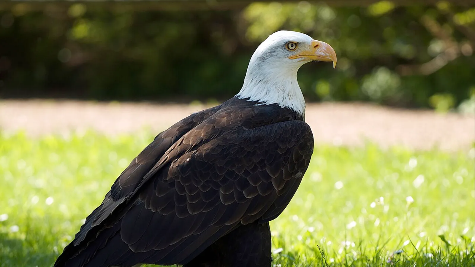 Aquila calva (Haliaeetus leucocephalus)
