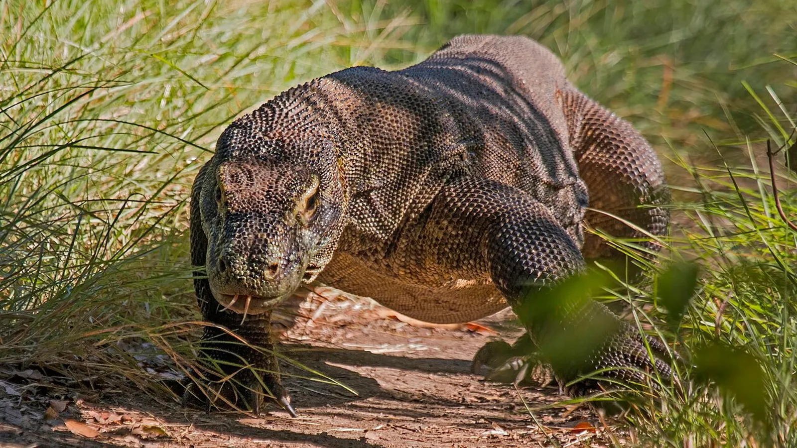 Drago di Komodo (Varanus komodoensis)