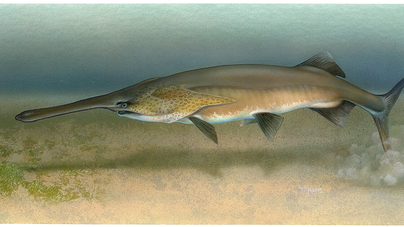 American paddlefish (Polyodon spathula)