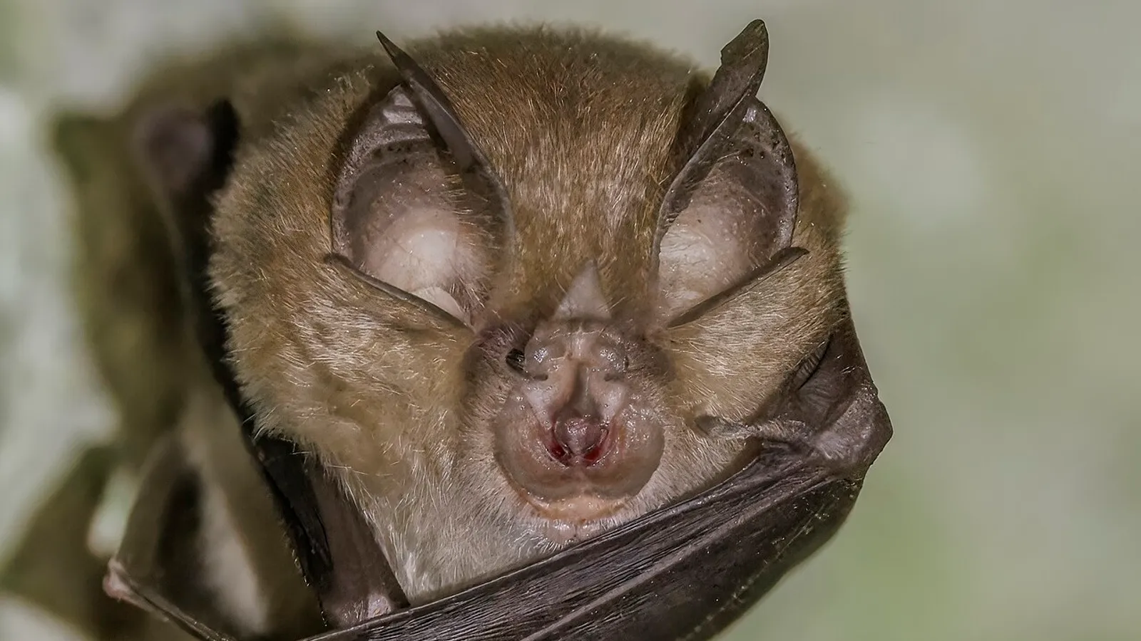 Pipistrello rinolofo maggiore (Rhinolophus ferrumequinum)