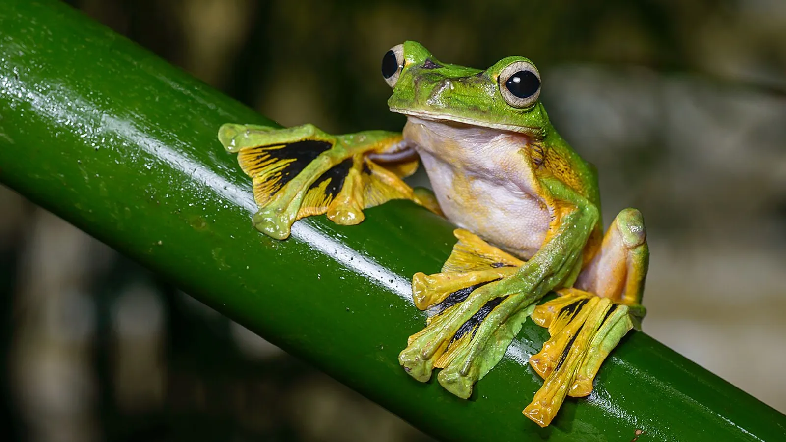 Rana volante di Wallace (Rhacophorus nigropalmatus)