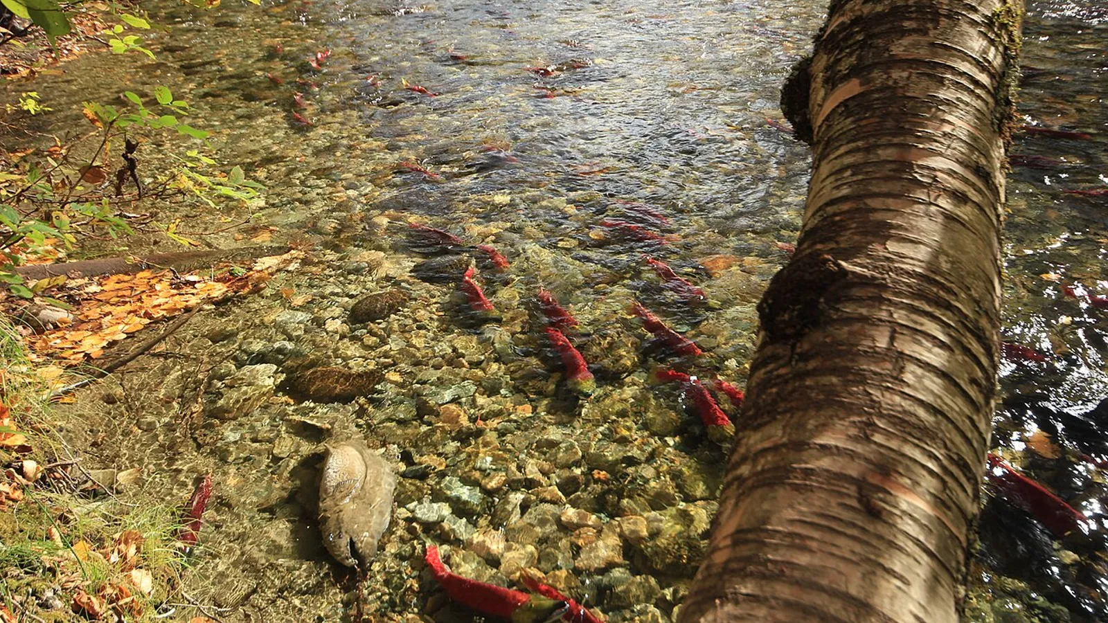 Sockeye salmon (Oncorhynchus nerka)