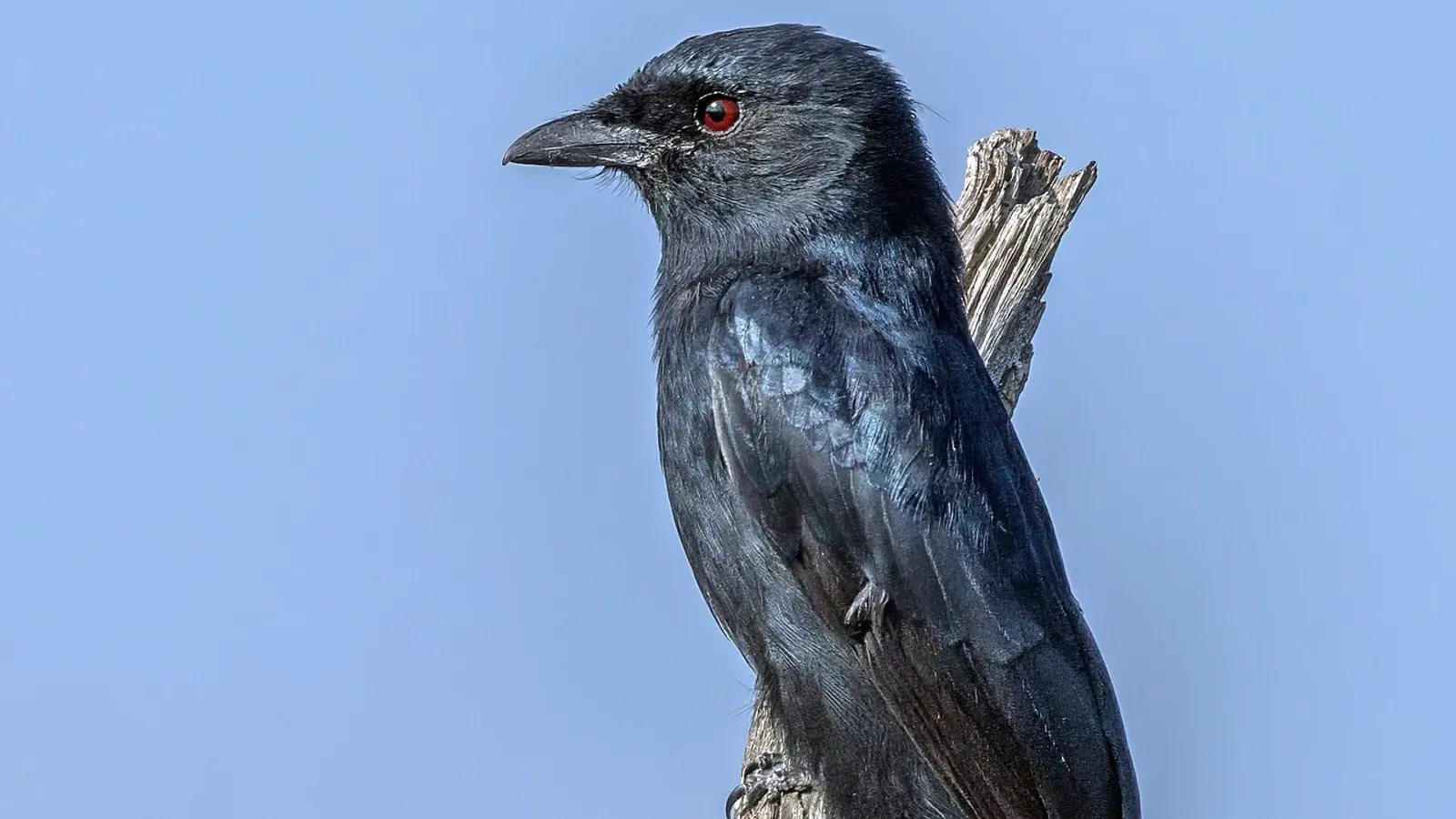Drongo codaforcuta (Dicrurus adsimilis)