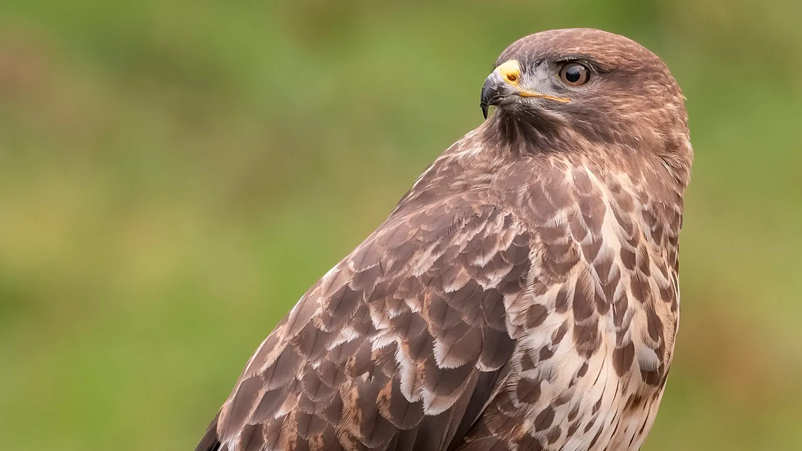 Common buzzard (Buteo buteo)
