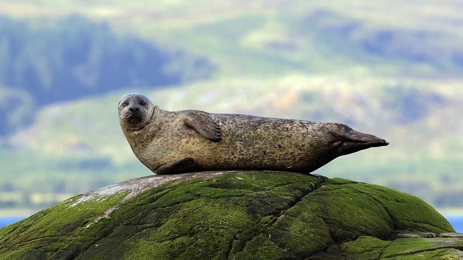 Foca comune (Phoca vitulina)