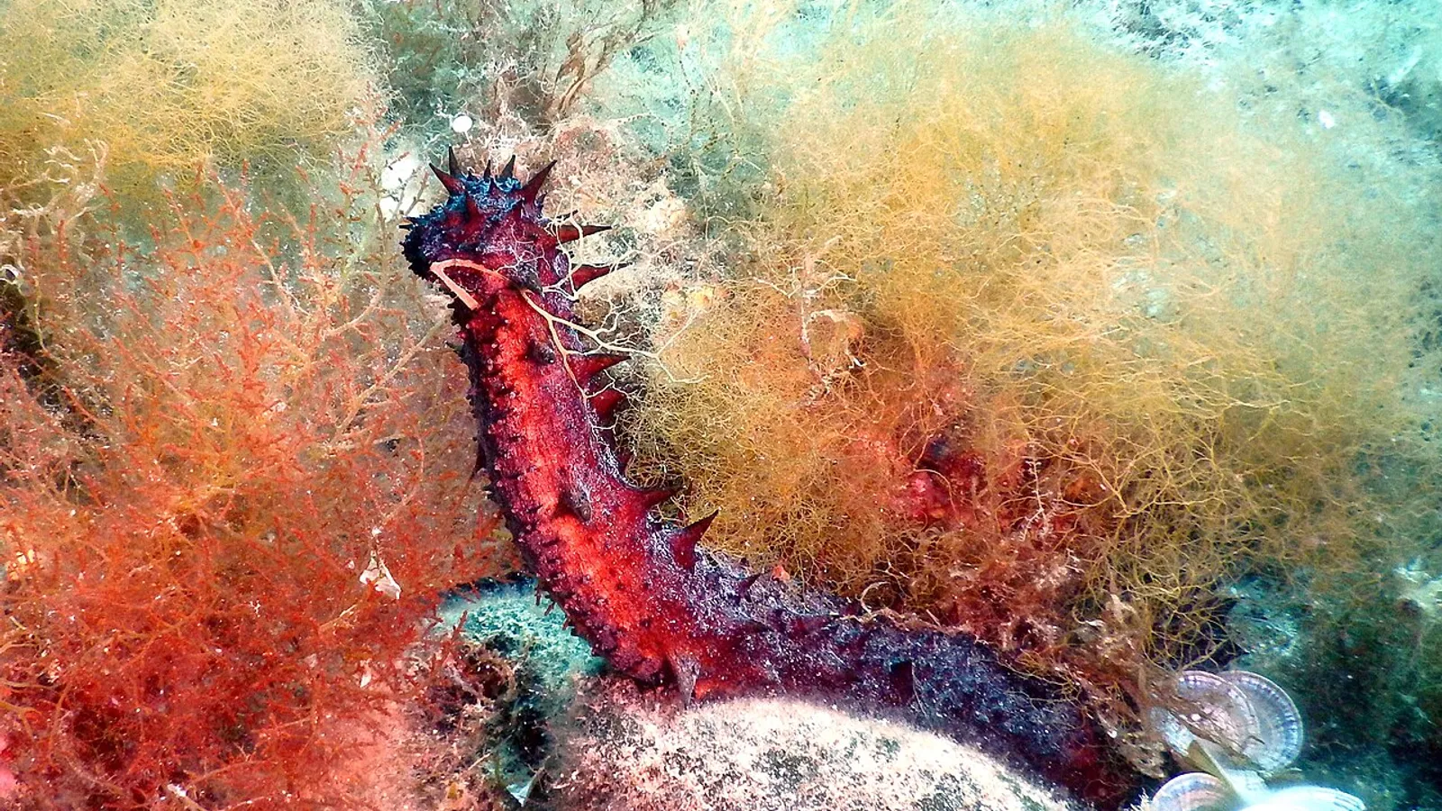 Cetriolo di mare (Holothuria tubulosa)