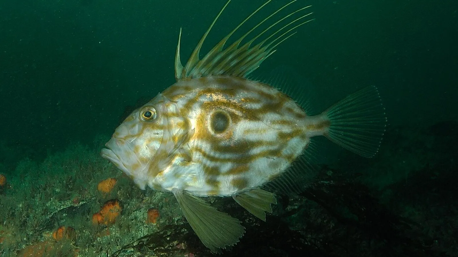 John Dory (Zeus faber)