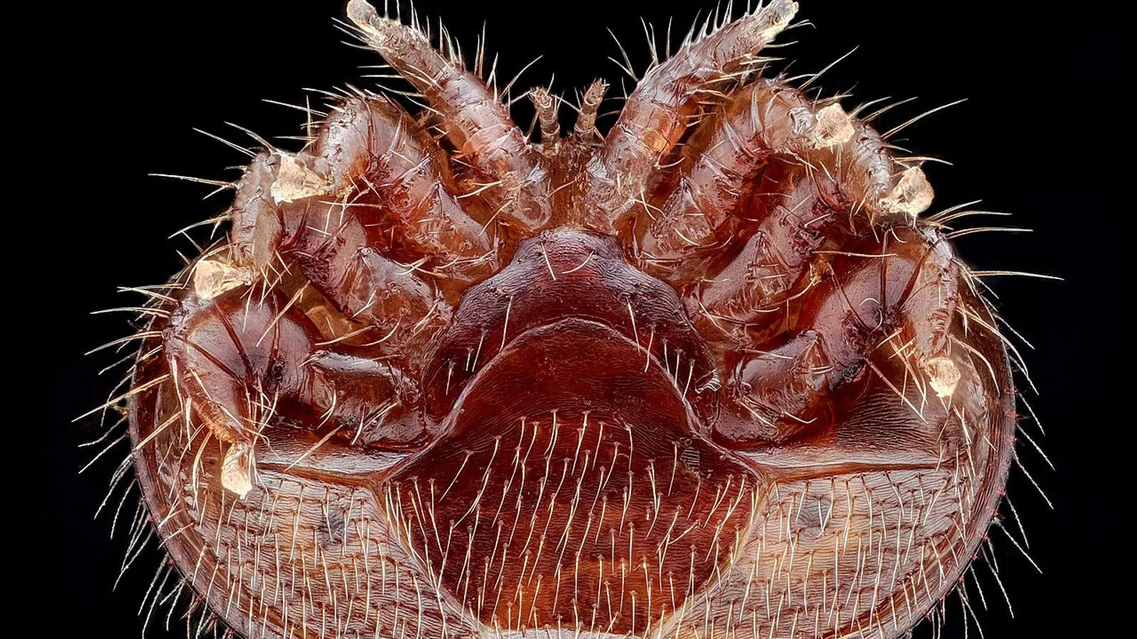 Acaro varroa (Varroa destructor)