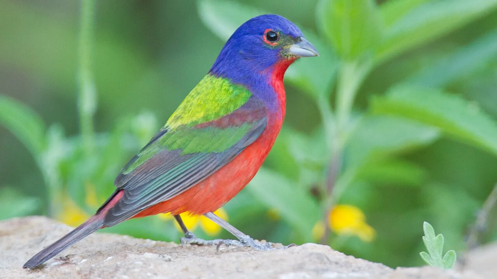 Papa della Louisiana (Passerina ciris)
