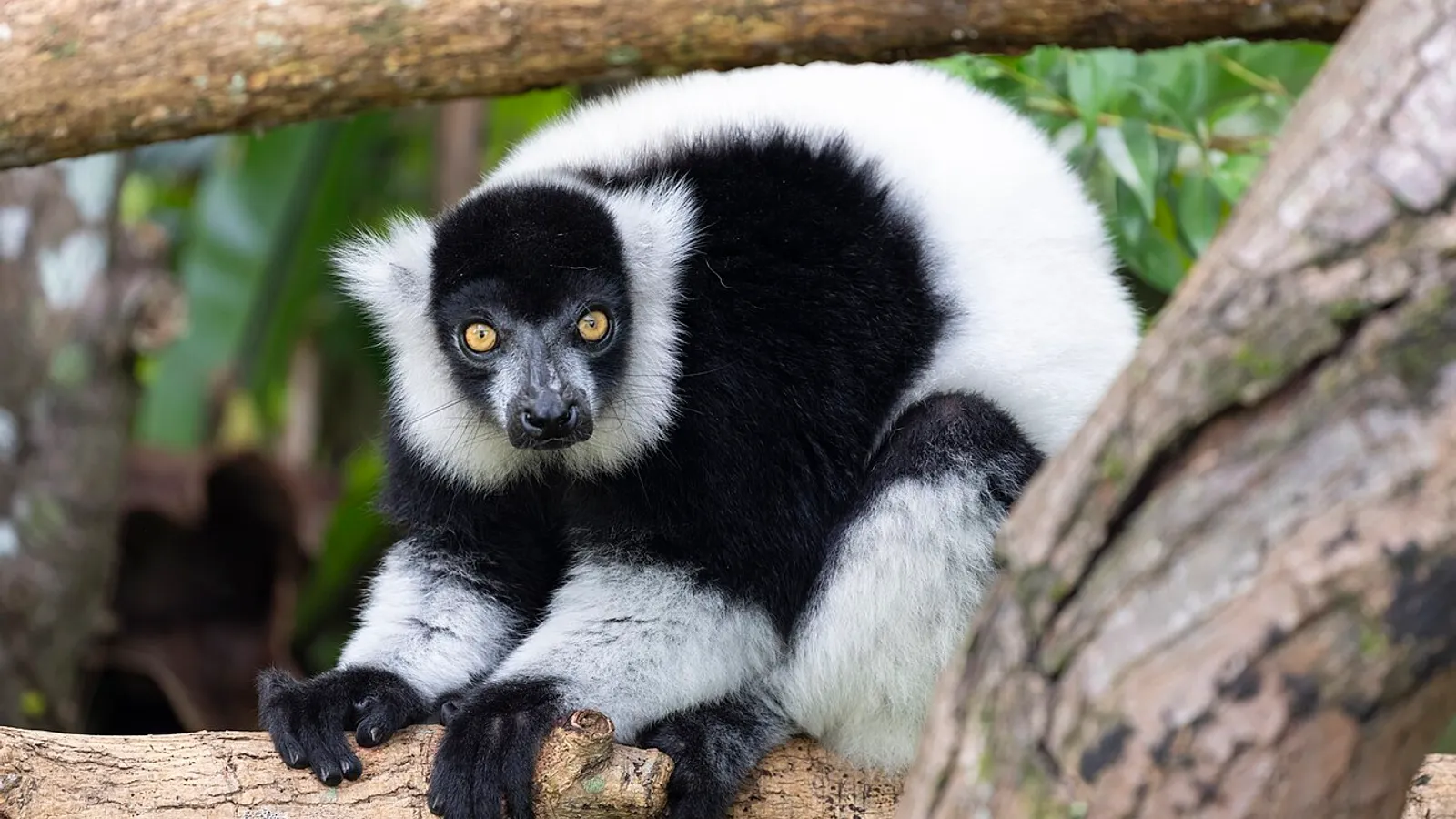 Black-and-white ruffed lemur (Varecia variegata)
