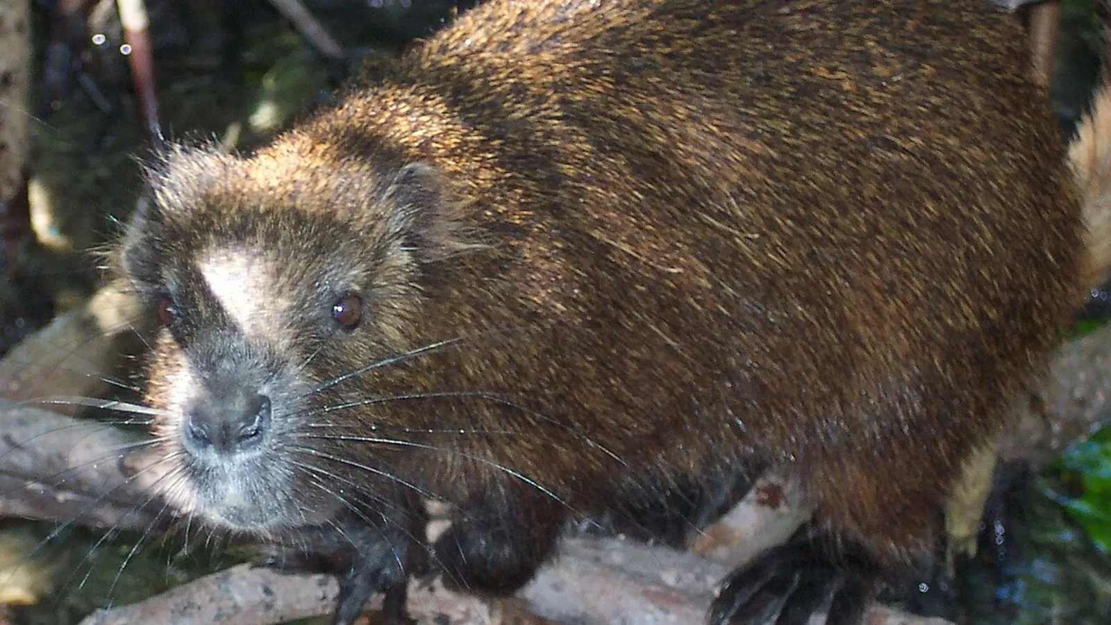 Hutia di Cuba (Capromys pilorides)