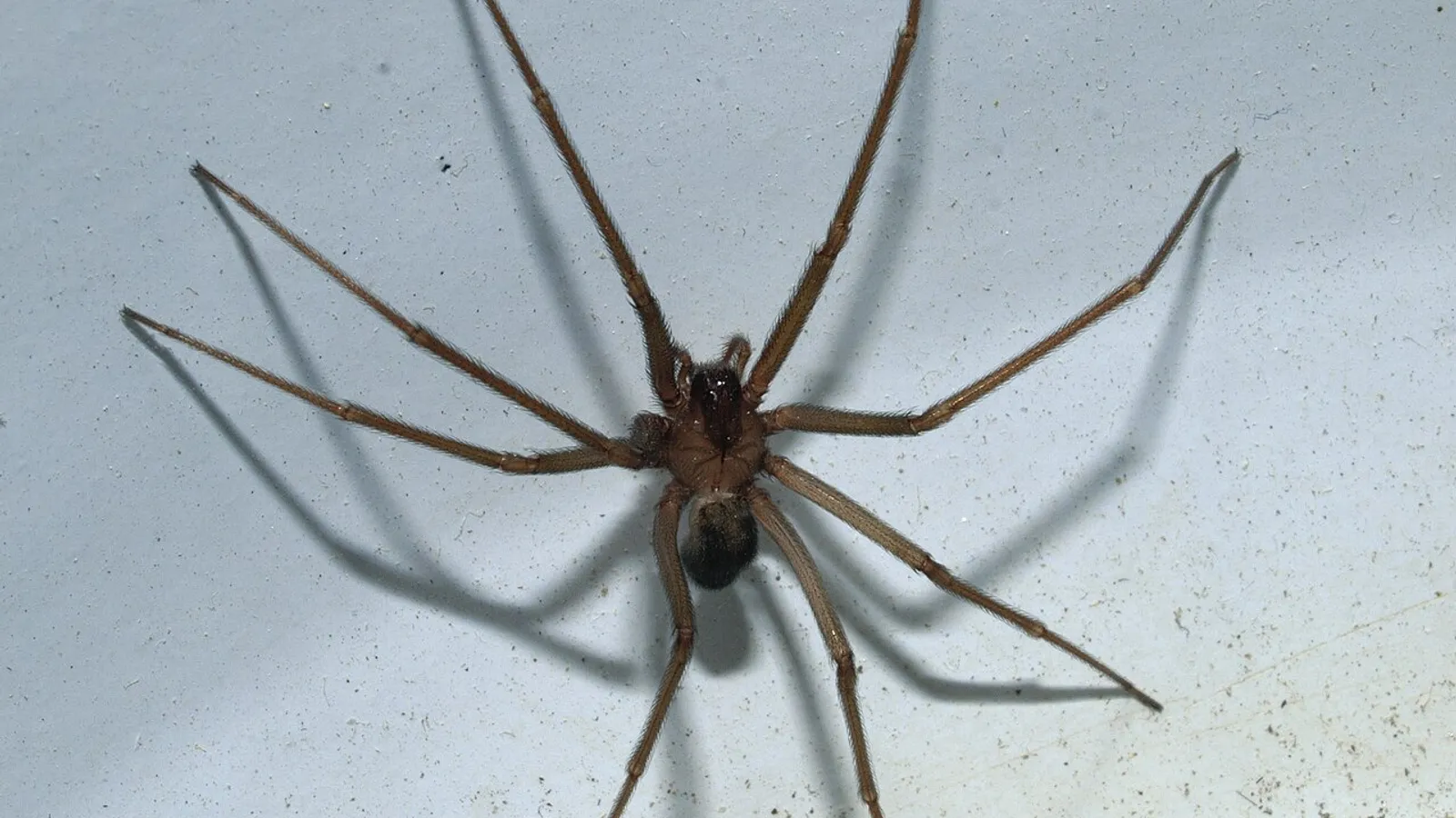 Ragno violino (Loxosceles rufescens)
