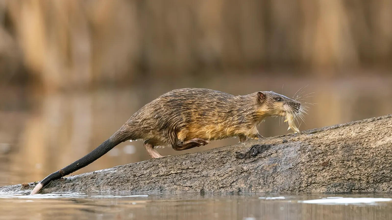 Ratto d’acqua australiano (Hydromys chrysogaster)