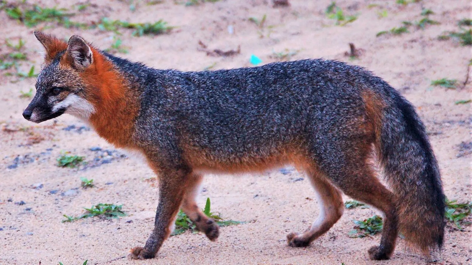 Volpe grigia (Urocyon cinereoargenteus)
