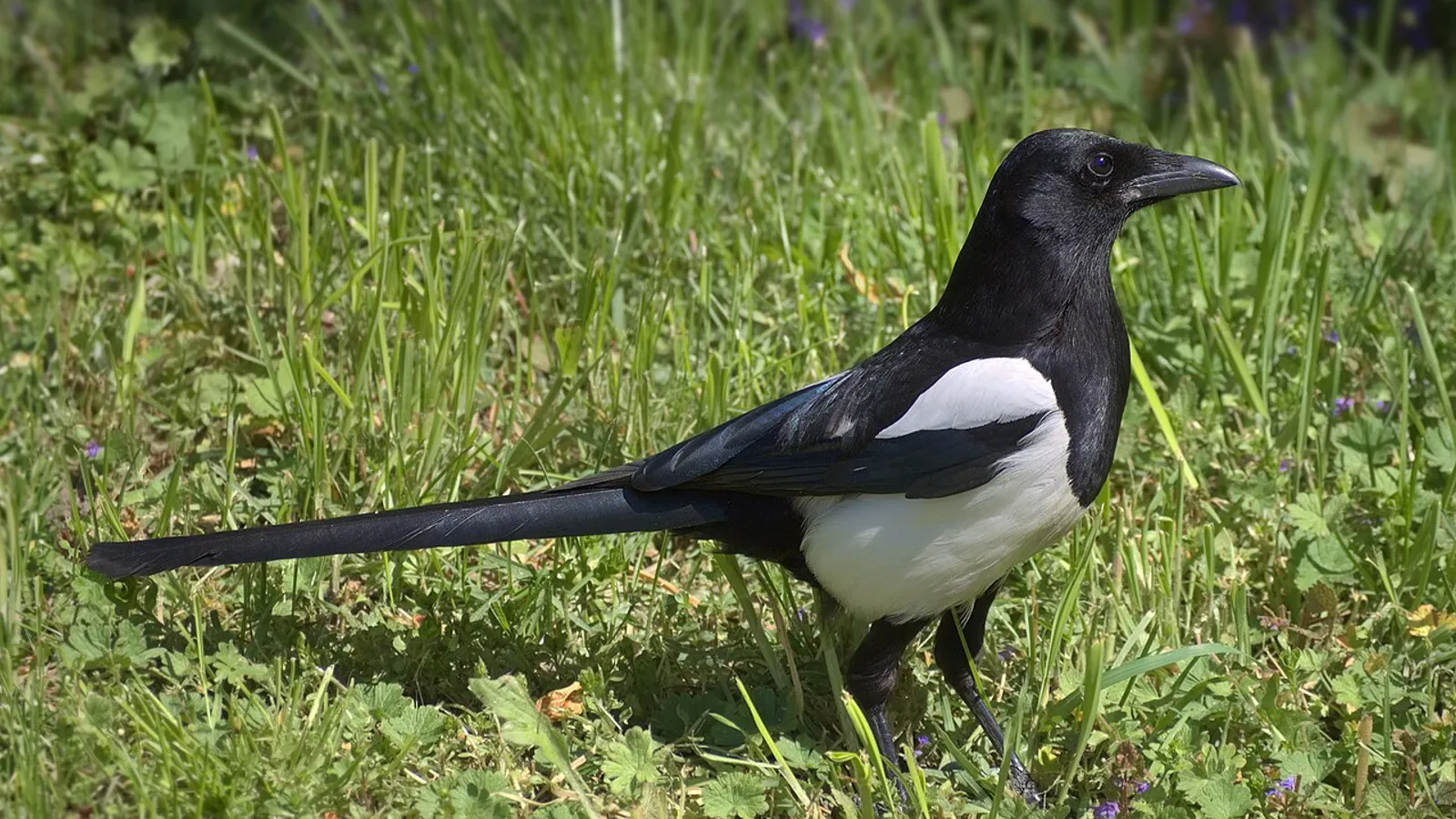 Eurasian magpie (Pica pica)
