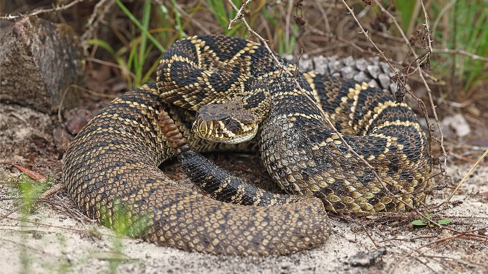 Crotalo diamantino orientale (Crotalus adamanteus)