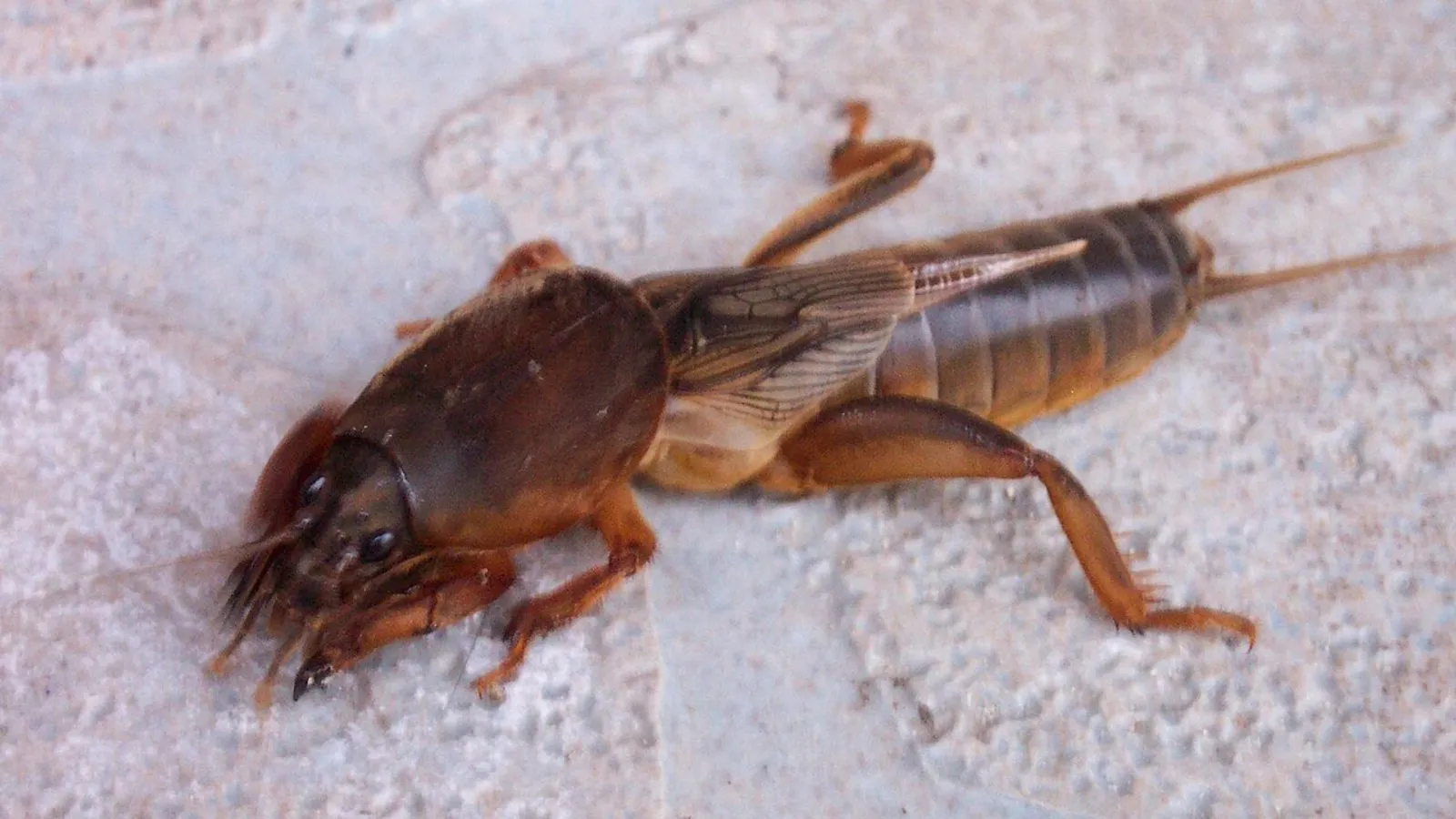 European mole cricket (Gryllotalpa gryllotalpa)