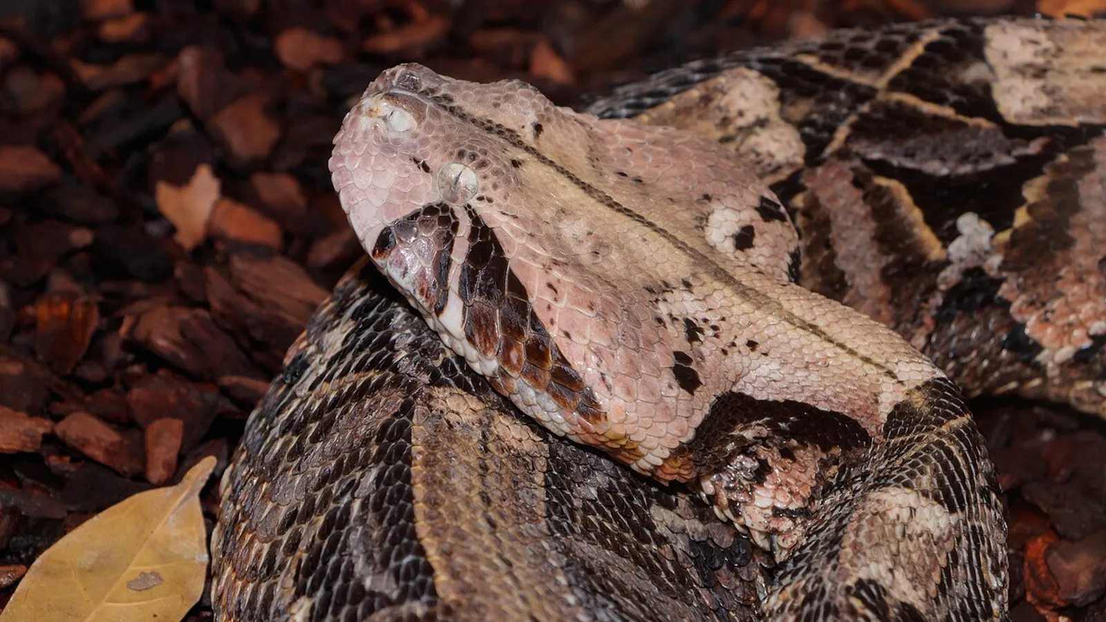 Vipera del Gabon (Bitis gabonica)