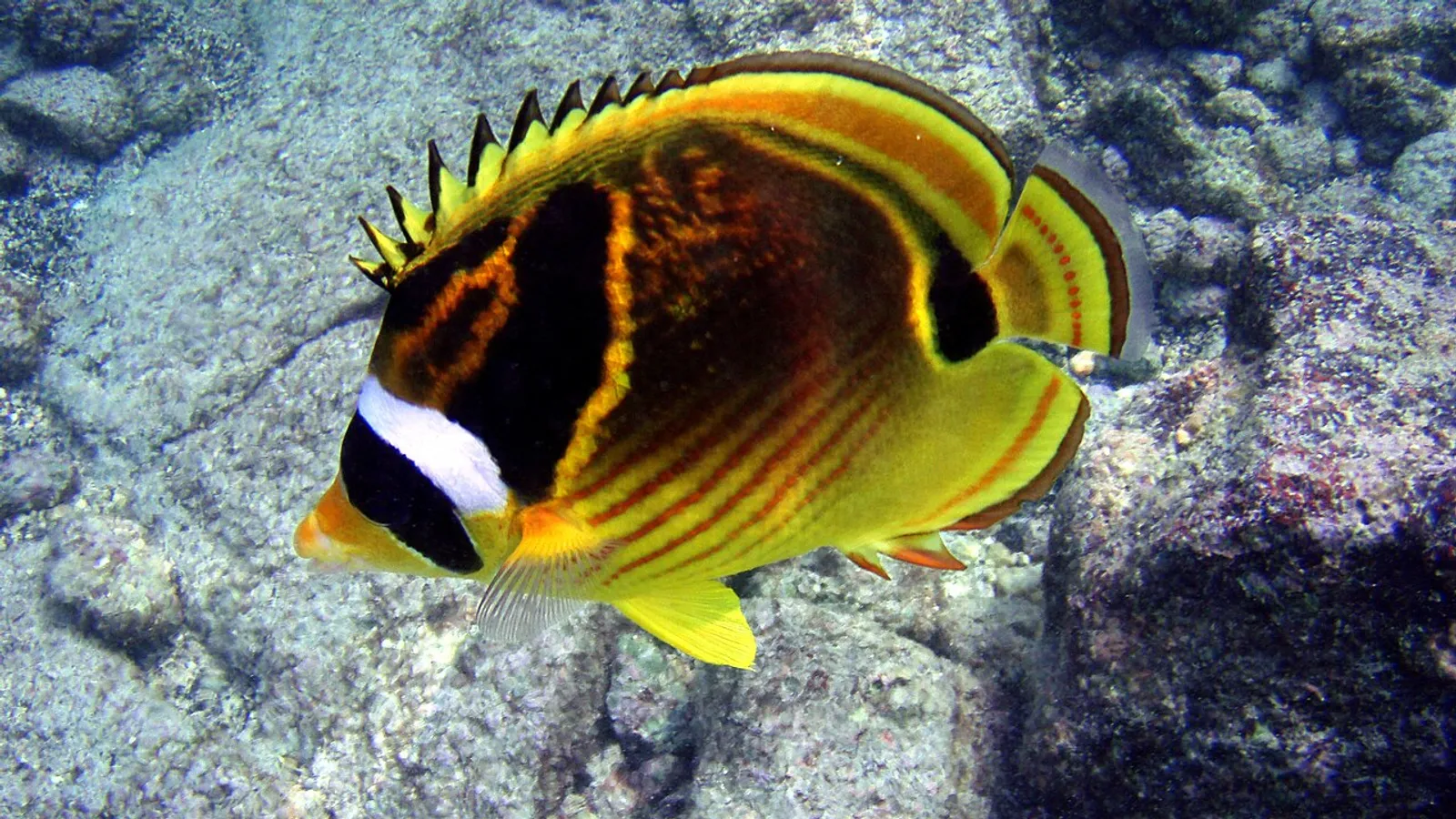 Pesce farfalla mascherato (Chaetodon lunula)