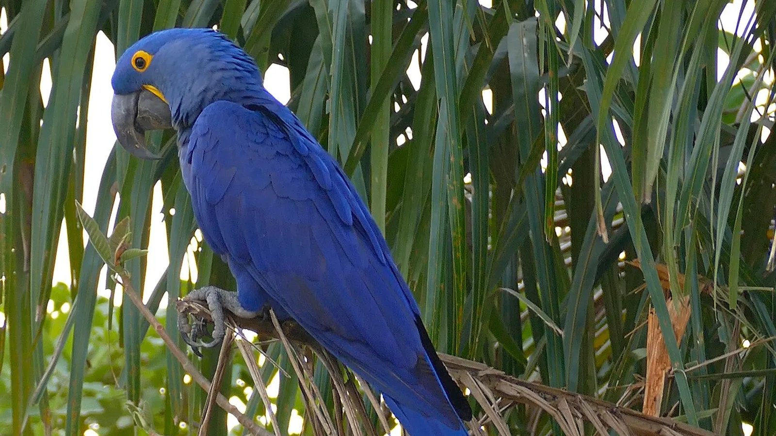 Ara giacinto (Anodorhynchus hyacinthinus)
