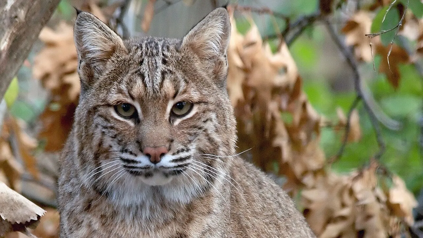 Bobcat (Lynx rufus)