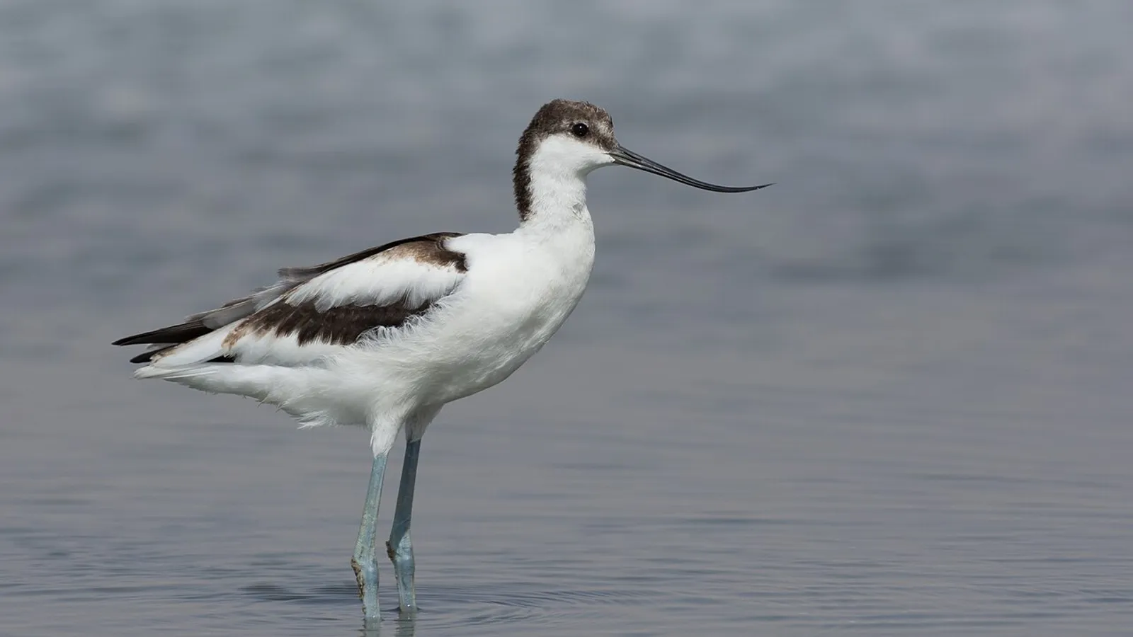 Avocetta (Recurvirostra avosetta)