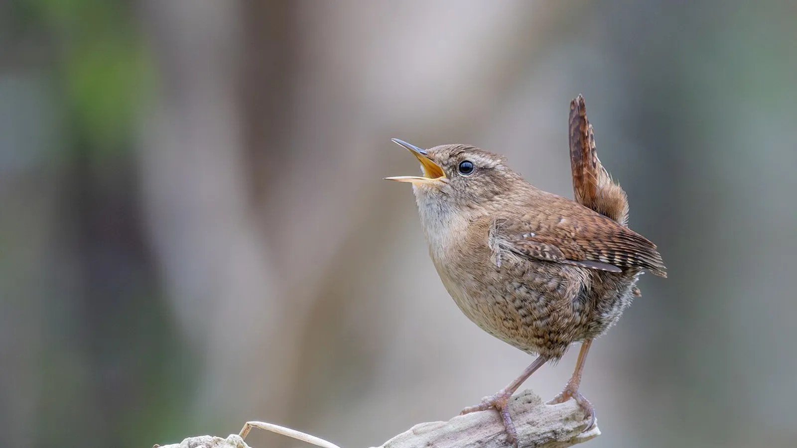 Scricciolo (Troglodytes troglodytes)