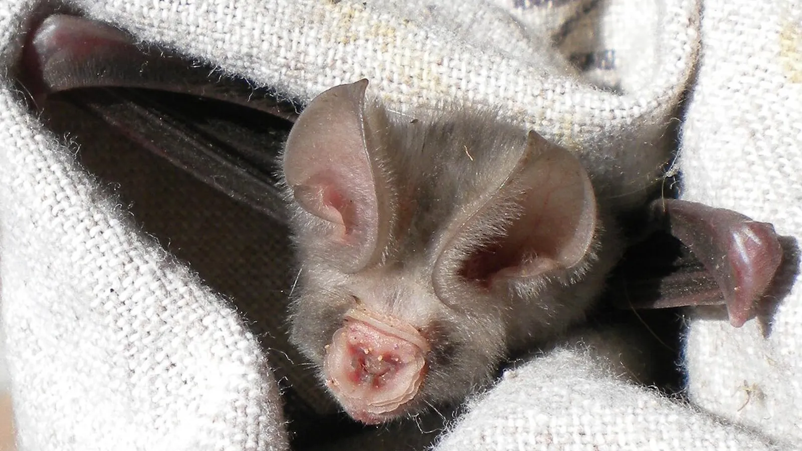 Pipistrello dal naso a foglia di Sundevall (Hipposideros caffer)