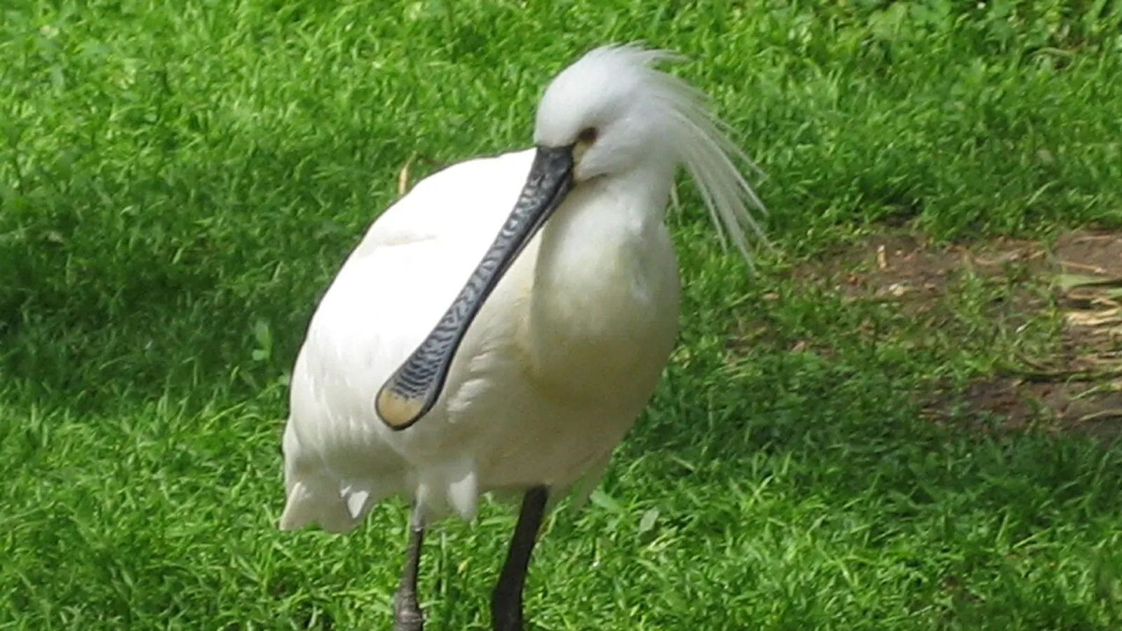 Spatola (Platalea leucorodia)