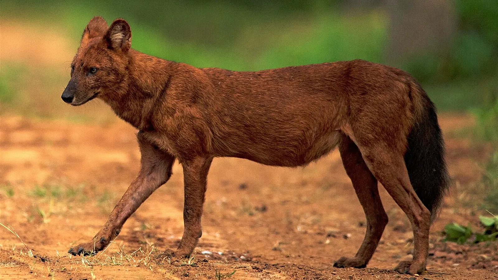 Cuon (Cuon alpinus)